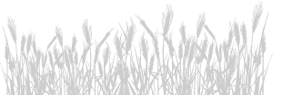 wheat